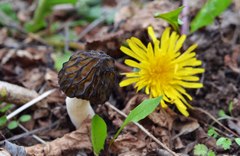 Morchella semilibera