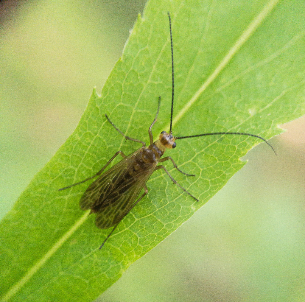 Brachypanorpa carolinensis