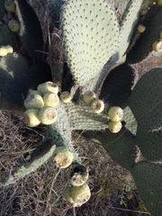 Opuntia huajuapensis