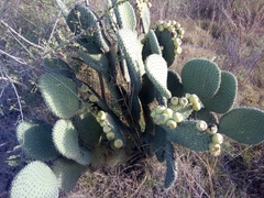 Opuntia huajuapensis