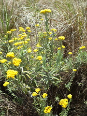 Helichrysum splendidum