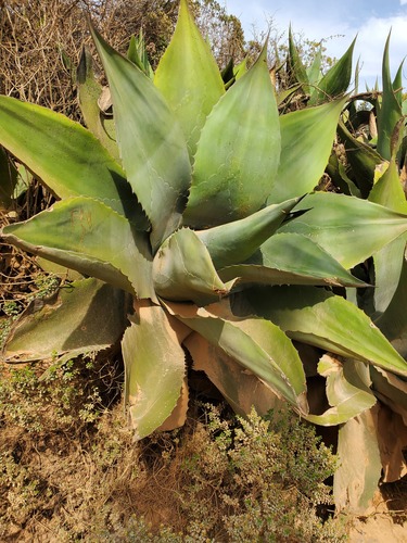 Giant Century Plant