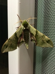 Callambulyx tatarinovii