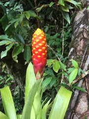 Guzmania conifera