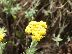 Helichrysum splendidum