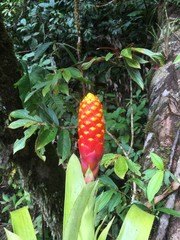 Guzmania conifera