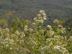 Ageratina havanensis