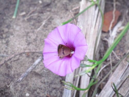 Salenus Skipper