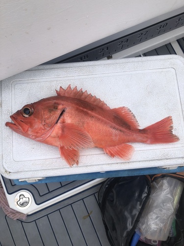 Blackgill rockfish (Sebastes melanostomus) — Sebastidae