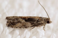 Epinotia nisella