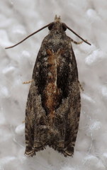 Epinotia nisella