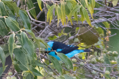 Dacnis lineata