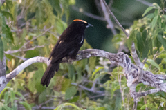 Tachyphonus surinamus