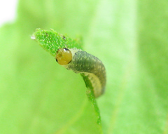 Empria candidata