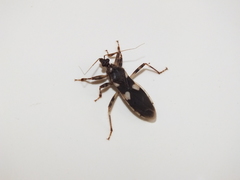 Varus flavoannulatus