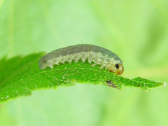Empria candidata