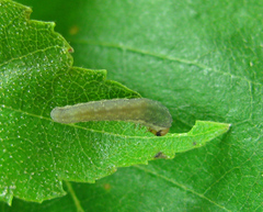 Empria candidata