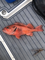 Blackgill Rockfish photo 2