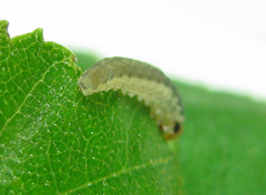 Empria candidata