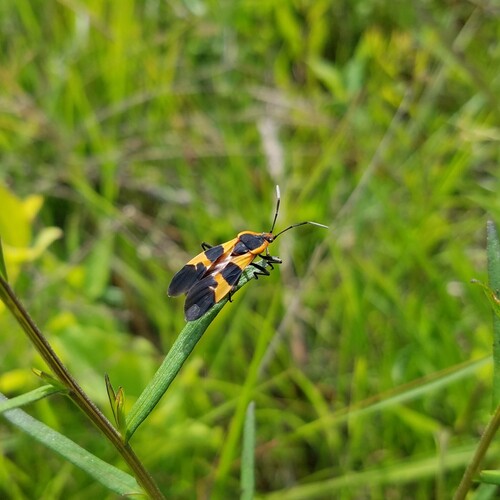 Large Milkweed Bug photographed in Georgia