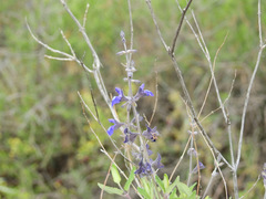 Salvia cuspidata