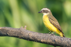 Social Flycatcher photo 3