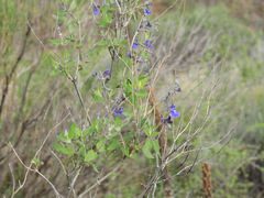 Salvia cuspidata