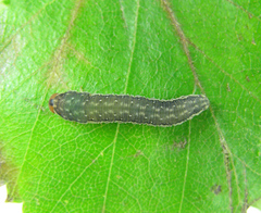 Empria candidata