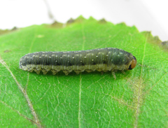 Empria candidata