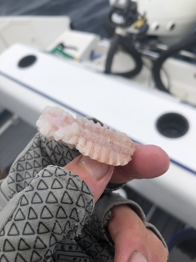 North Pacific hake (Merluccius productus) — Merlucciidae