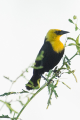 Chrysomus icterocephalus