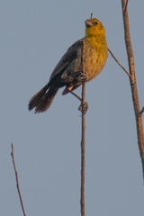Chrysomus icterocephalus