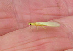Chloroperlinae