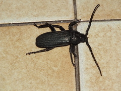 Aulacopus reticulatus
