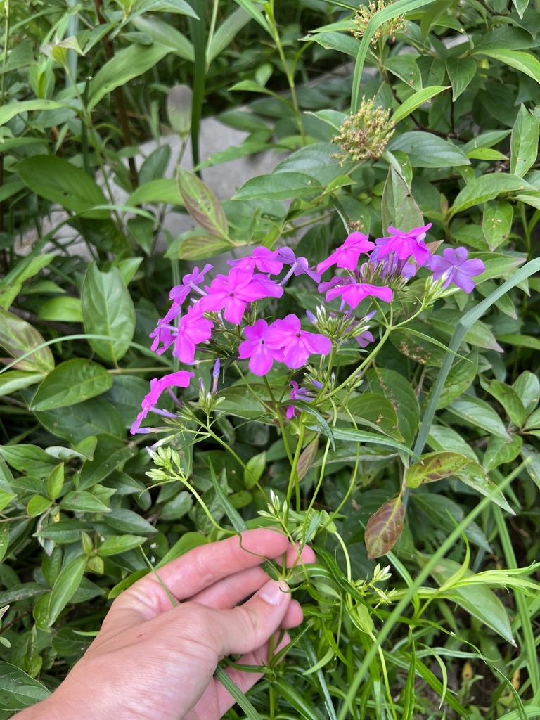 Smooth phlox (Phlox glaberrima)