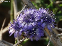 Globularia arabica