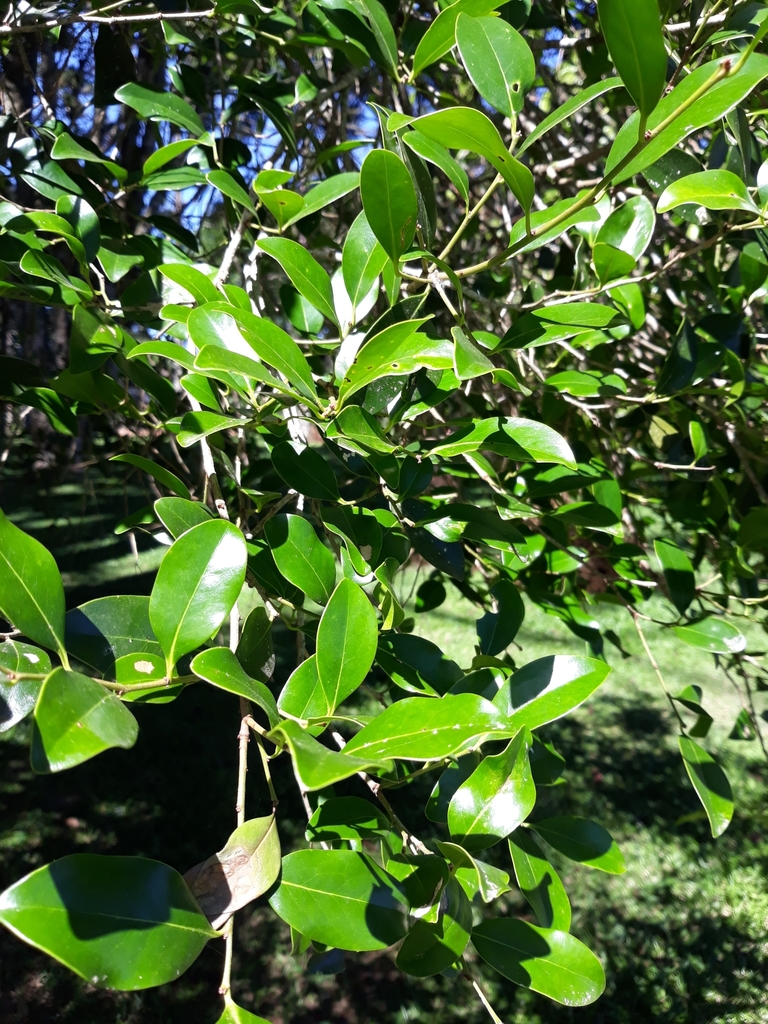 Cinnamodendron