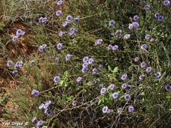 Globularia arabica