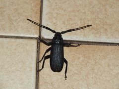 Aulacopus reticulatus