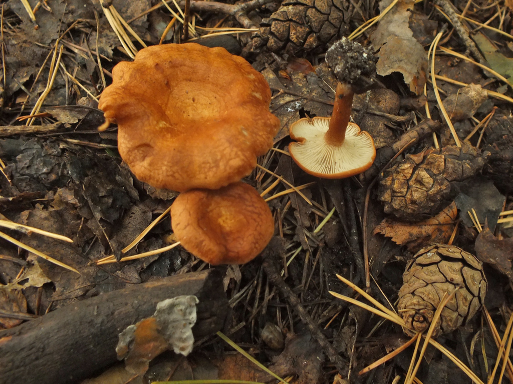 spring funnel
