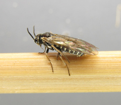 Empria candidata