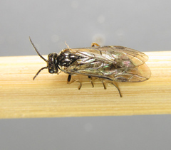 Empria candidata