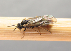 Empria candidata
