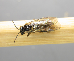 Empria candidata