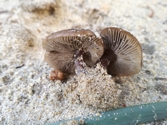 Melanoleuca cinereifolia