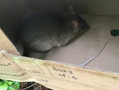 Cricetomys gambianus