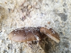 Melanoleuca cinereifolia