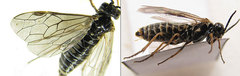 Empria candidata