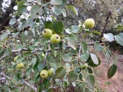 Pyrus communis pyraster