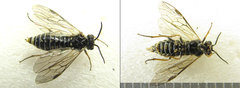 Empria candidata